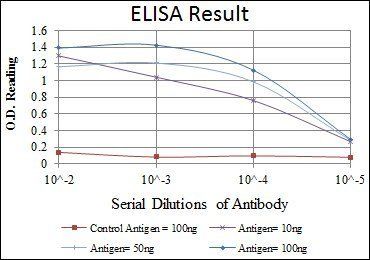 HSP27 Antibody