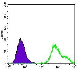 HSP27 Antibody