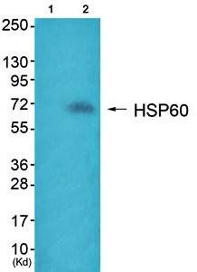 HSP60 Antibody