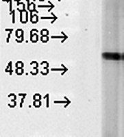 HSP60 antibody