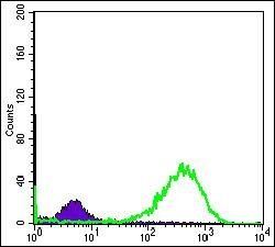 HSP60 Antibody