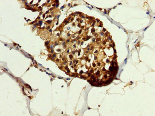 HSPA1A Antibody