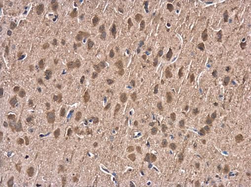 Hsp70 antibody