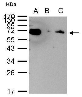 Hsp70 antibody