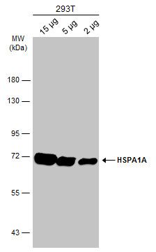 Hsp70 antibody