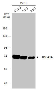 HSP70 antibody