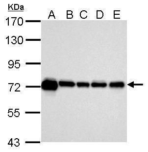 Hsp70 antibody
