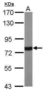 Hsp70 antibody