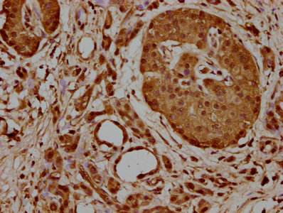 HSPA1A Antibody