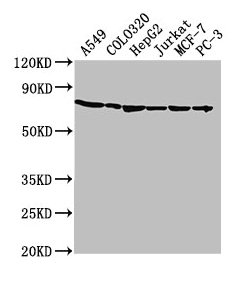 HSPA1A Antibody