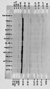 HSP70 antibody