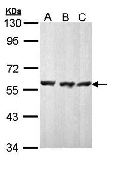 HSP70 Rabbit Polyclonal Antibody