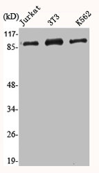 HSP90AA1 Antibody
