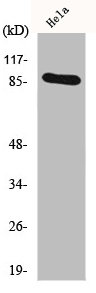 HSP90AA1 Antibody