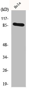 HSP90AA1 antibody