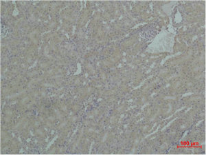 HSP90AA1 Antibody