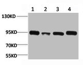HSP90AA1 Antibody