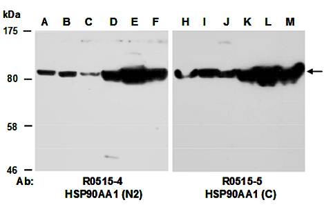 HSP90AA1 (N2) Antibody, Rabbit Polyclonal