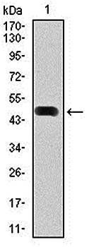 HSP90AA1 Antibody
