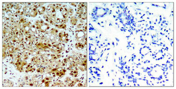 HSP90AB1 (Ab-254) Antibody