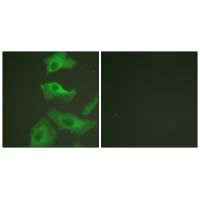 HSP90AB1 (Ab-254) Antibody