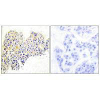 HSP90AB1 (Ab-254) Antibody
