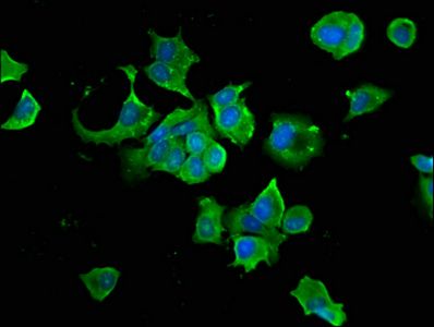 HSP90AB1 Antibody