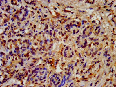 HSP90AB1 Antibody