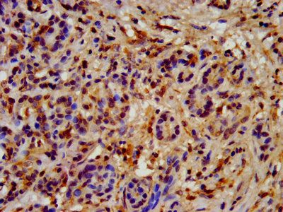 HSP90AB1 antibody