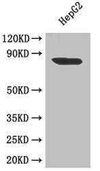 HSP90AB1 Antibody