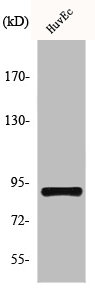 HSP90AB1 Antibody