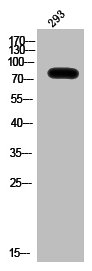 HSP90AB1 Antibody