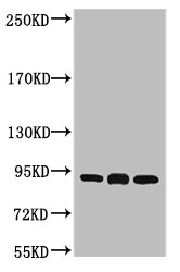 HSP90AB1 Monoclonal Antibody