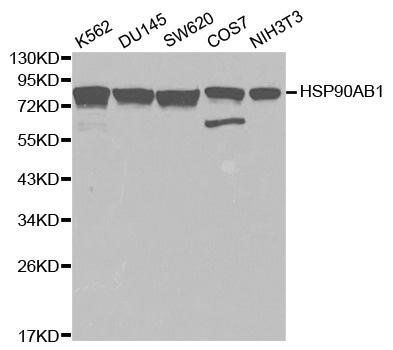 HSP90AB1 antibody