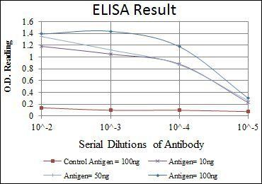 HSP90AB1 Antibody