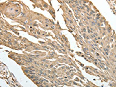 HSP90B1 Antibody