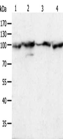 HSP90B1 Antibody