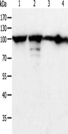 HSP90B1 antibody