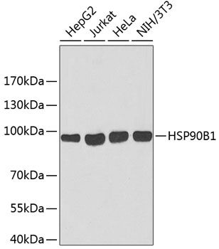 HSP90B1 antibody