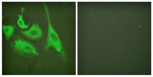 HSP90B (phospho-Ser254) antibody