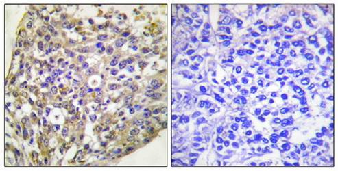 HSP90B (Phospho-Ser254) Antibody