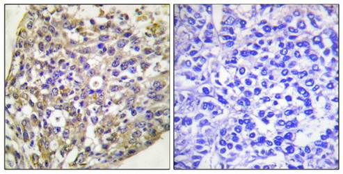 HSP90B (phospho-Ser254) antibody