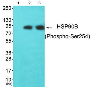 HSP90B (Phospho-Ser254) Antibody