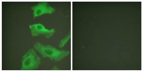HSP90B (Ab-254) Antibody