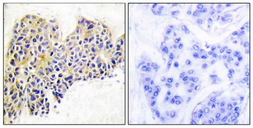 HSP90B antibody