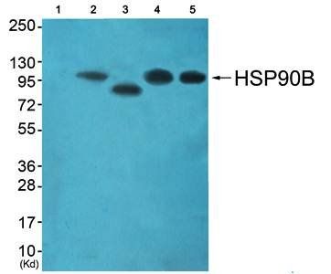 HSP90B antibody