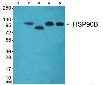 HSP90B (Ab-254) Antibody