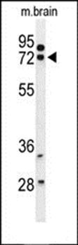 HSPA12A antibody