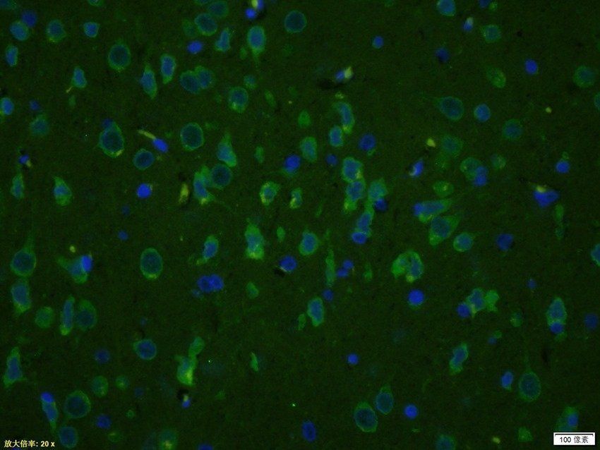 HSPA12A Rabbit Polyclonal Antibody (FITC)