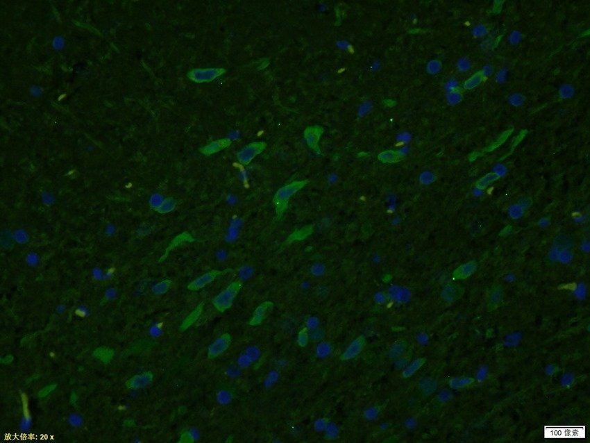 HSPA12A Rabbit Polyclonal Antibody (FITC)
